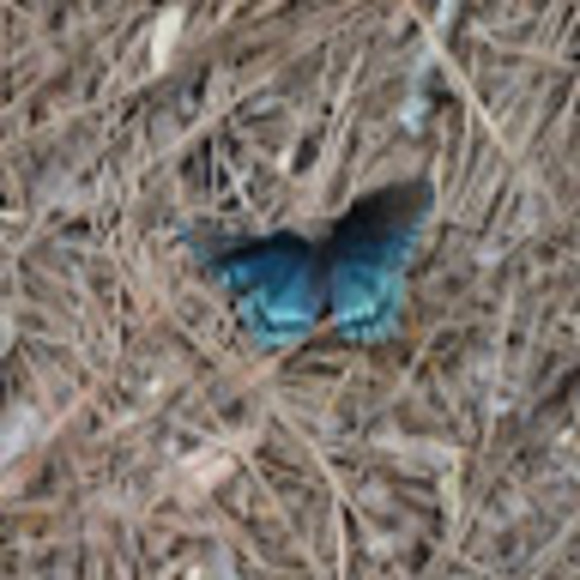 Meet your Posher, Nyssa - Picture 1 of 1